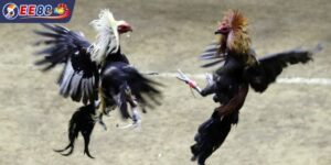 Đá Gà Cựa Sắt