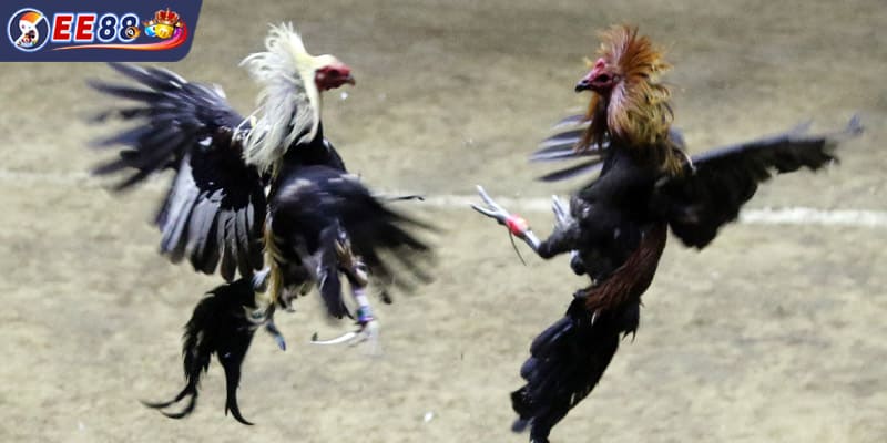 Đá Gà Cựa Sắt