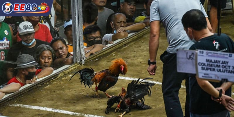 Đấu trường quốc tế chuyên tổ chức đá gà Thomo